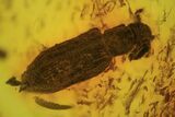 Fossil Ant, Beetle and Two Flies in Baltic Amber #183553-4